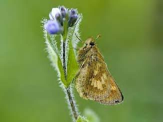 Mardon skipper (photo by Tom Kogut)