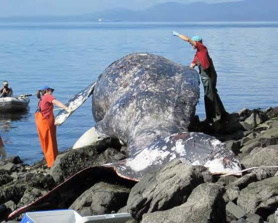 Dead gray whale that stranded in Samish Bay in 2010 (photo by Cascadia Research Collective).  