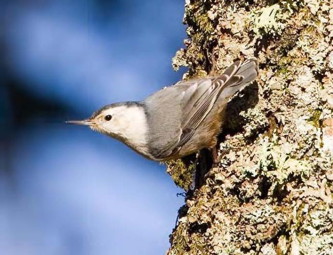 Slender-billed white-breasted nuthatch (photo by Rod Gilbert).