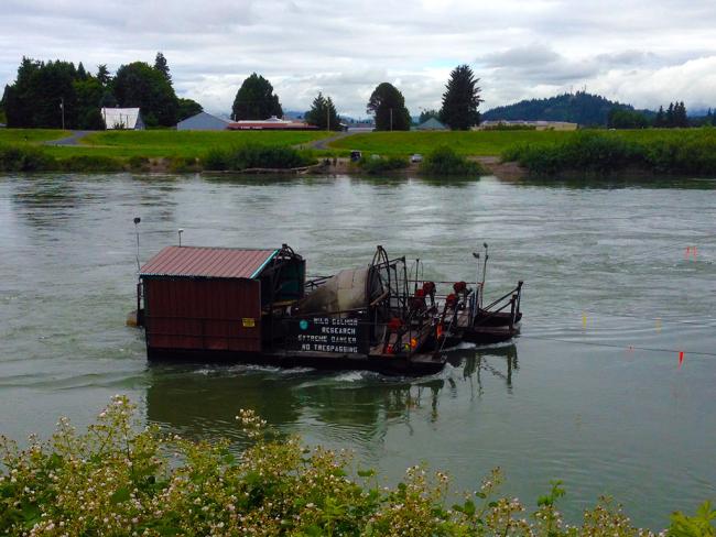 The screw trap, located near the BNSF railroad bridge in Mount Vernon, captures fish in the open end of the funnel, which directs them into a live box at the opposite end. Photo: Christopher Dunagan, PSI