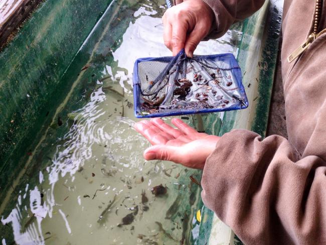 Fish caught in the trap are counted and measured before release. Photo: Christopher Dunagan, PSI