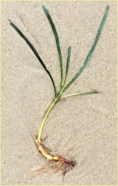 Eelgrass plant and root. Photo by Jeff Gaeckle.  Eelgrass plant and root. Photo by Jeff Gaeckle.