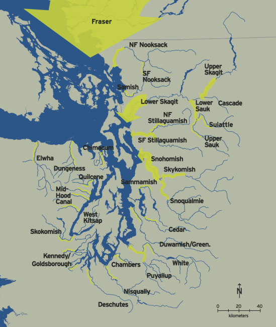 Annual freshwater inflows from Puget Sound rivers are one of the major drivers of marine circulation patterns. Width of arrows indicates the average volume of annual fresh water flows from Puget Sound streams. Annual freshwater inflows from Puget Sound rivers are one of the major drivers of marine circulation patterns. Width of arrows indicates the average volume of annual fresh water flows from Puget Sound streams.