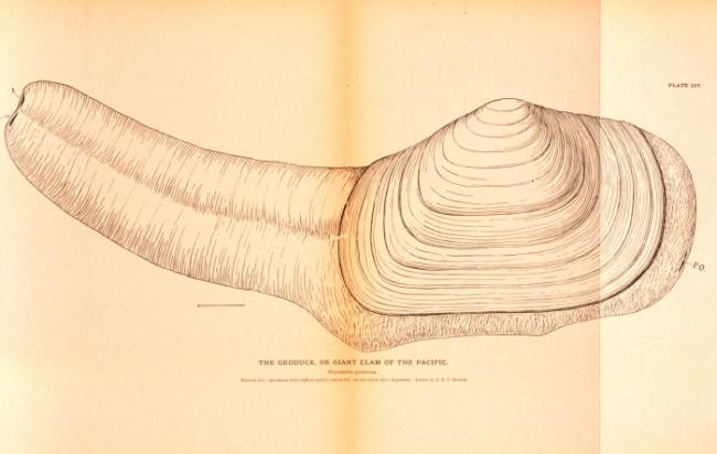 Geoduck (Panopea generosa)