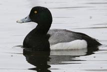 Greater scaup (Aythya marila). Photo by Donna Dewhurst, U.S. Fish and Wildlife Service. 