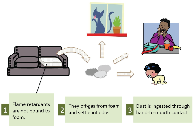 How are we exposed to flame retardant chemicals? Flame retardants not bound to foam off-gas and settle into dust that can be ingested upon contact. Diagram courtesy: Green Science Policy Institute