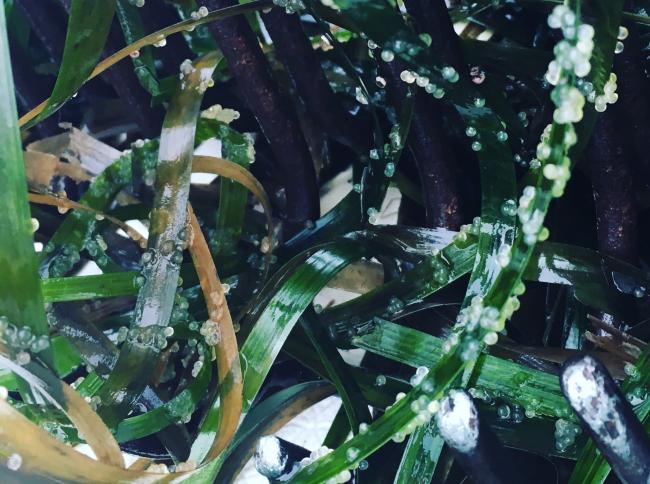  Herring eggs are shown on eelgrass.University of Washington