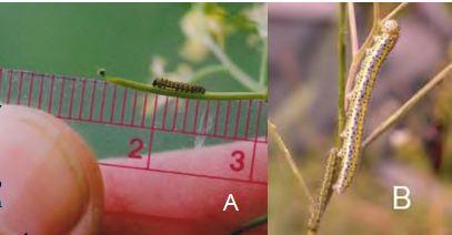First (A) and five instar (B) caterpillars of island marble (photos by Amy Lambert).