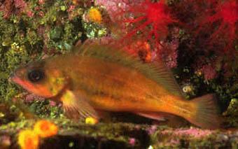 Puget Sound rockfish (Sebastes emphaeus). Image courtesy of NOAA.