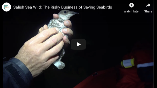 A still from an episode of "Salish Sea Wild." Image courtesy of the SeaDoc Society. 