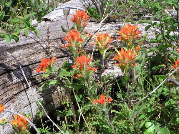 Harsh paintbrush, one of the host species fed on by Taylor’s checkerspot larvae. Photo by D. Stinson.
