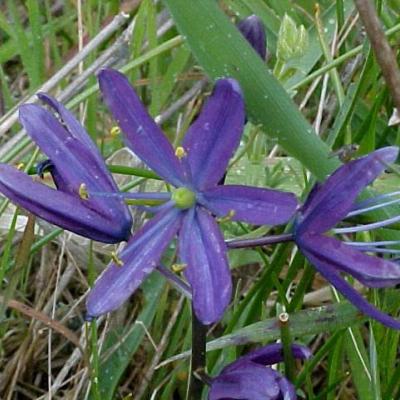 Camas flower in full bloom