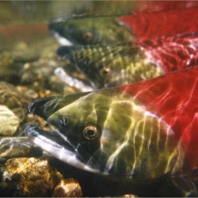 Sockey salmon. Photo courtesy of NOAA.