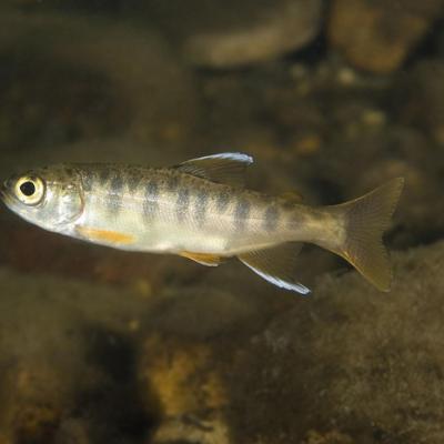 Juvenile coho salmon. Photo courtesy of NOAA.