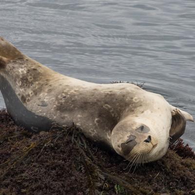 Harbor seal. Photo: Ingrid Taylar (CC BY-NC 2.0)