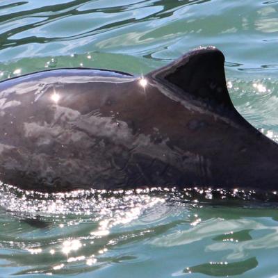 Harbor porpoise. Photo: Copyright Cindy R. Elliser, Pacific Mammal Research.