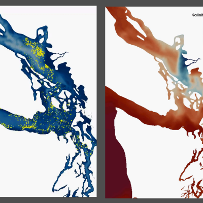 Maps generated from the Salish Sea Model showing surface layer transport in the Northwest Straits (left) and sea surface salinity (right). Images: Pacific Northwest National Laboratory