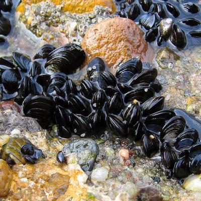 Blue mussel, Mytilus edulis. Photo: Andreas Trepte (CC BY-SA-2.5) http://upload.wikimedia.org/wikipedia/commons/3/32/Blue_mussel_Mytilus_edulis.jpg 