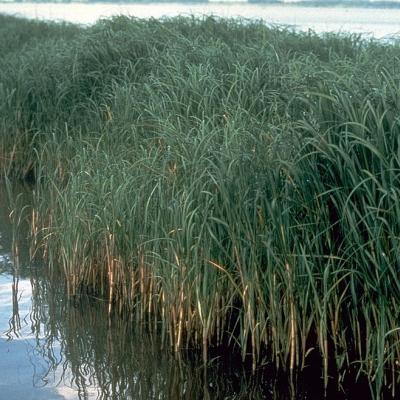 A clump of cordgrass (Spartina alterniflora) Photo: USDA-NRCS PLANTS Database