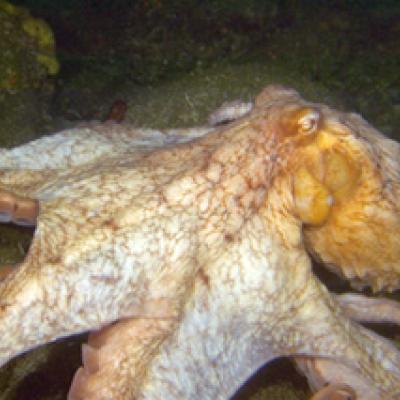 Giant Pacific Octopus; Photo by Kip F. Evans