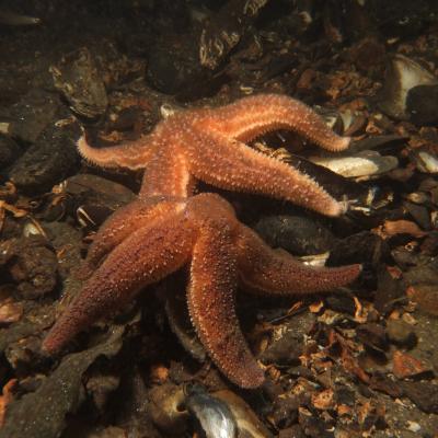 Common starfish feeding on mussels. Photo: James Lynott (CC BY-ND 2.0) https://www.flickr.com/photos/jlynott/11715880653