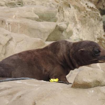 Guadalupe fur seal. Credit: NOAA Fisheries