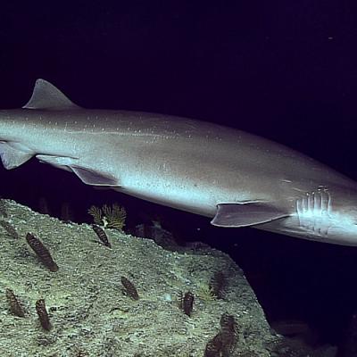 Bluntnose sixgill shark (Hexanchus griseus). Photos courtesy of NOAA Ship Okeanos Explorer.