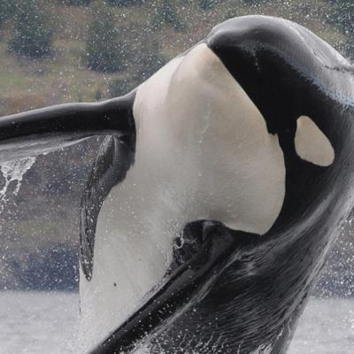 Southern resident killer whale breaching. Image courtesy of NOAA