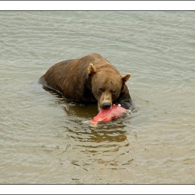 Bear eats salmon. Photo: Robert Voors (CC BY-NC-ND 2.0) https://www.flickr.com/photos/robert_voors/1303192433