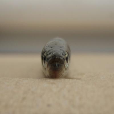 Pacific sand lance at rest on sand. Photo: Collin Smith, USGS. https://www.flickr.com/photos/usgeologicalsurvey/13378704834