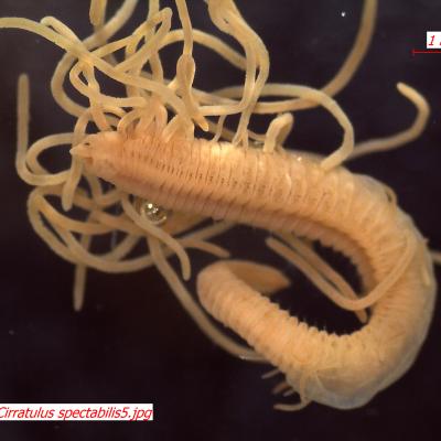 Cirratulus spectabilis (Phylum Annelida, Class Polychaeta, Family Cirratulidae) – This polychaete annelid is known as a “sphaghetti worm” because of the tangled mass of branchia (gills) emerging from the segments. These are used for respiration. The number and placement of these are distinctive for each species in this family. (Photo: Maggie Dutch)