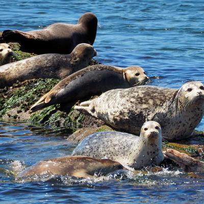 Harbor Seals sunning on intertidal rocks of Puget Sound. Photo: Tony Cyphert (CC BY-NC-ND 2.0) https://www.flickr.com/photos/tony717/14630242564