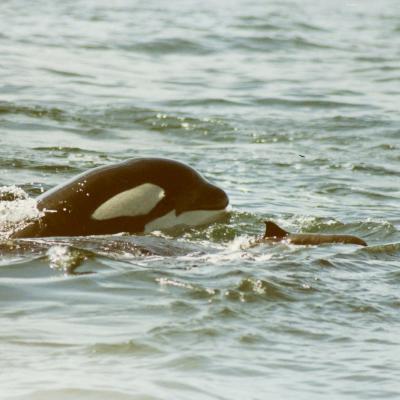 A 6-year-old killer whale from L pod, known as L-73, chases a Dall’s porpoise in this historical photo taken in 1992. Photo: Debbie Dorand/Center for Whale Research