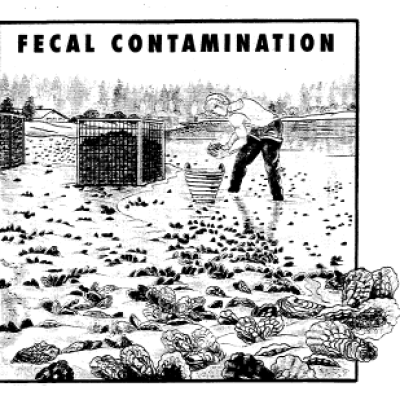 Fecal contamination graphic (page 39)