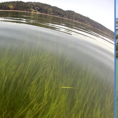 Report cover images of eelgrass