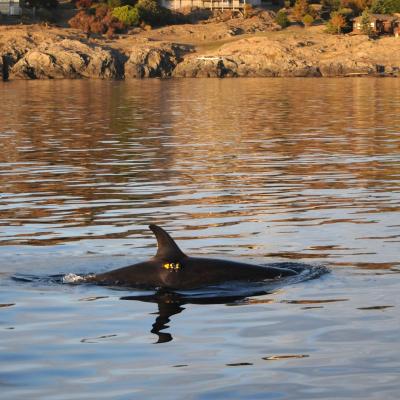 A killer whale swimming in nearshore water with yellow digital acoustic recording tag visible near its dorsal fin and rocky coastline with homes behind.