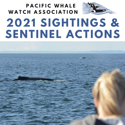 Cover of the Pacific Whale Watch Association 2021 Sightings and Sentinel Actions report, featuring a photograph of two whales surfacing one in the foreground and one in the distance.