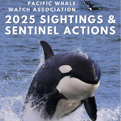 Cover of the Pacific Whale Watch Association 2025 Sightings and Sentinel Actions report, featuring a photograph of a breaching killer whale.