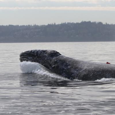 Gray whale surfacing with land in the distance.