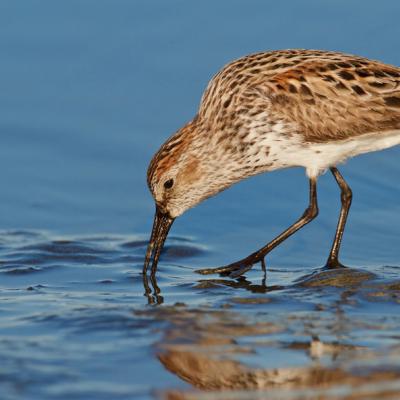 Studies suggest that western sandpipers depend on biofilm for close to 60% of their diet. Storey's Beach, Port Hardy, BC. Photo:  Nicole Beaulac (CC BY-NC-ND 2.0) https://www.flickr.com/photos/nicolebeaulac/26579296150