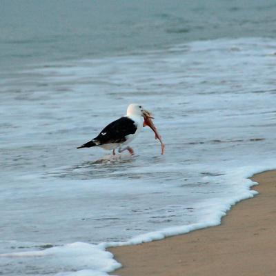 Early morning meal. Photo: jdegenhardt (CC BY-NC-ND 2.0) https://www.flickr.com/photos/jdegenhardt/2771107305