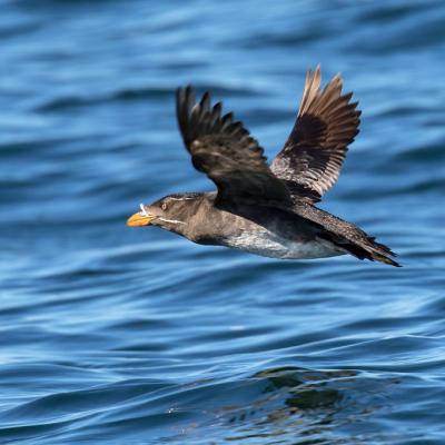 Breeding adult Rhinoceros Auklet flying low above the water. San Juan Islands, WA - July, 2016. Photo: Mick Thompson (CC BY-NC 2.0) https://www.flickr.com/photos/mickthompson/28777858956