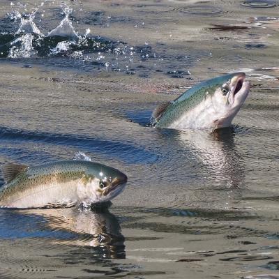 Chinook salmon leaping at the Ballard Locks in Seattle. Photo: Ingrid Taylar (CC BY 2.0) https://www.flickr.com/photos/taylar/29739921130