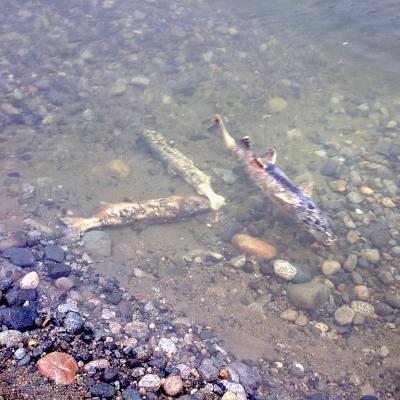 Dead salmon. Photo: Boris Mann (CC BY-NC 2.0) https://www.flickr.com/photos/boris/3037705761
