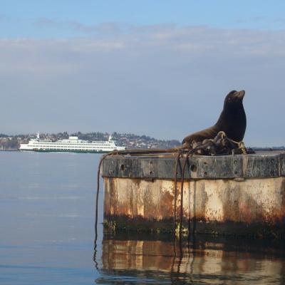 Sea lion sunbathing between meals in Seattle's Eliott Bay. Photo: Johnny Mumbles (CC BY 2.0) https://www.flickr.com/photos/mumbles/3283168713