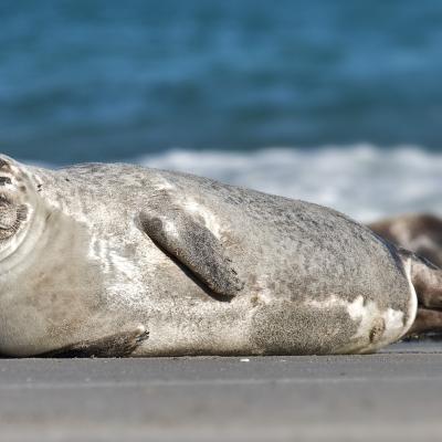 Harbor seal photographed by Andreas Trepte. Available through a Creative Commons Attribution Share Alike 2.5 license. 