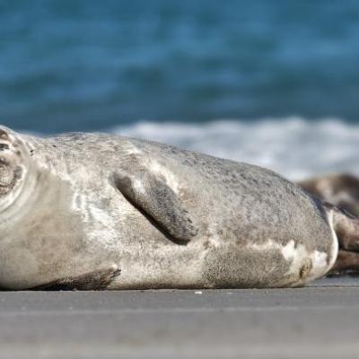 Harbor seal photographed by Andreas Trepte. Available through a Creative Commons Attribution Share Alike 2.5 license.