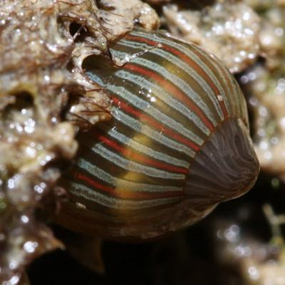 The orange-striped Asian anemone (Diadumene lineata) was commonly observed in Shelton during the 1998 Puget Sound Expedition. Photo: James Koh (CC BY-NC-SA 2.0) https://www.flickr.com/photos/jameskoh/3835201631/