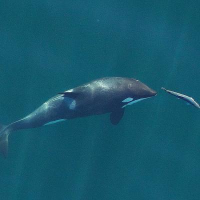 A young resident killer whale chases a chinook salmon in the Salish Sea near San Juan Island, WA. Sept 2017. Photo: (CC BY-SA 2.0) https://flic.kr/p/21wV8rV