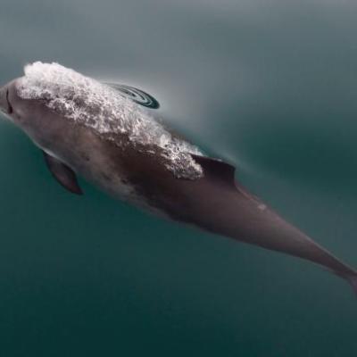 Harbor porpoise. Photo courtesy of the National Park Service.